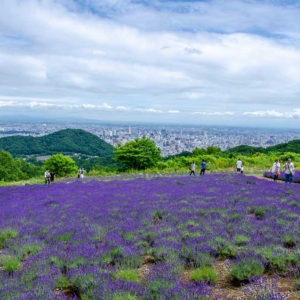 Horomitoge Lavender Garden and Night View Spot in Sapporo 2019