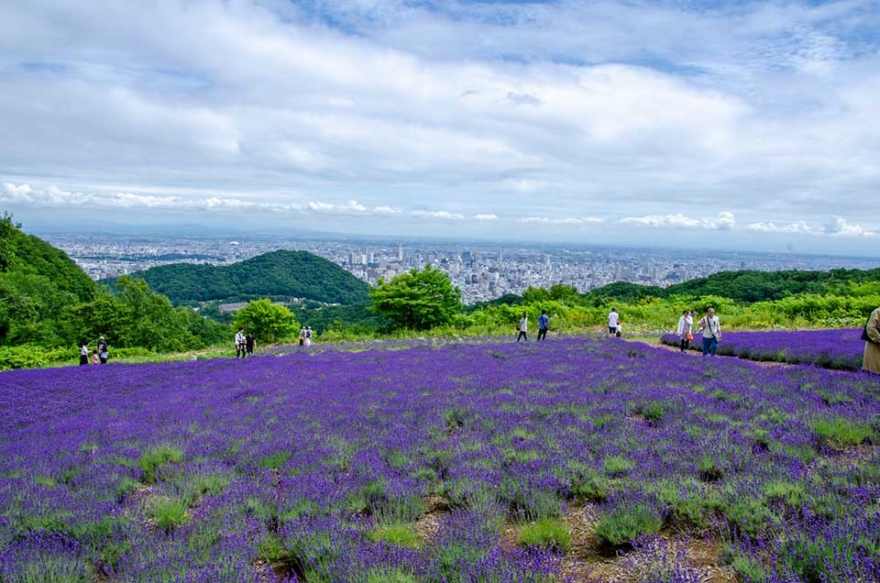 Horomitoge Lavender Garden and Night View Spot in Sapporo 2019
