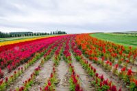 Flower land Kamifurano