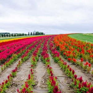 Flower land Kamifurano