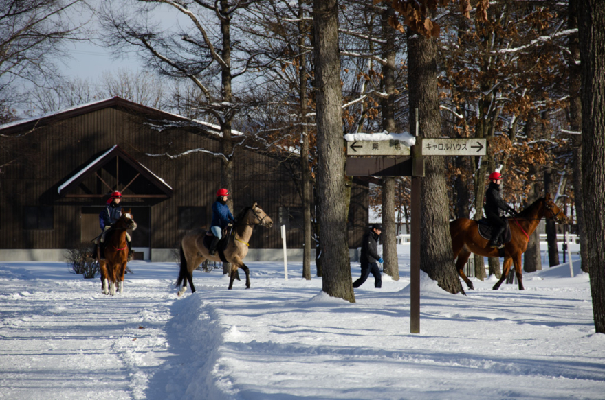 Northern Horse Park near Chitose Airport