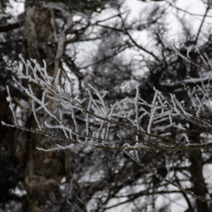 frozen tree