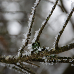 frozen branch