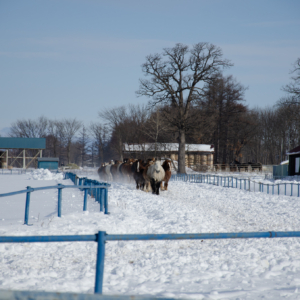 horse exercise in Otofuke