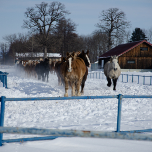 horse exercise in Otofuke