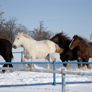 horse exercise in Otofuke