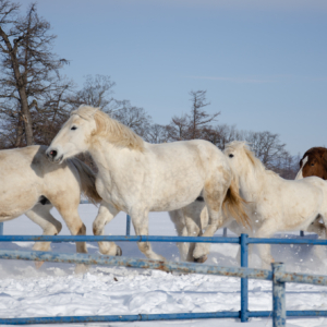 horse exercise in Otofuke