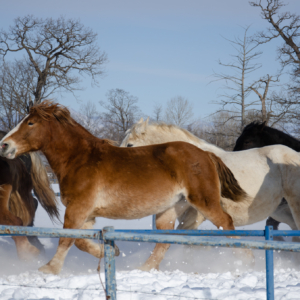 horse exercise in Otofuke