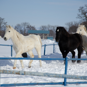 horse exercise in Otofuke