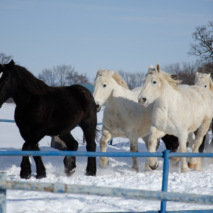 horse exercise in Otofuke