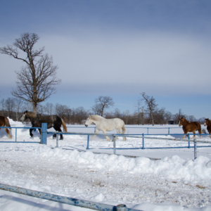 horse exercise in Otofuke