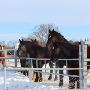 horse exercise in Otofuke