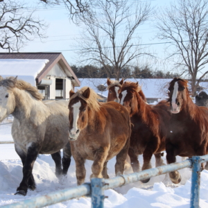 horse exercise in Otofuke