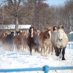 horse exercise in Otofuke