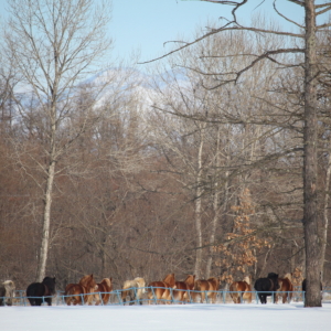 horse exercise in Otofuke