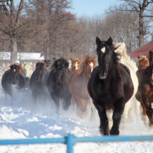 Horses Running for lack of exercise in winter, Otofuke