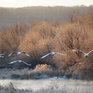 Watching Red-crowned cranes from The Bridge Otowabashi