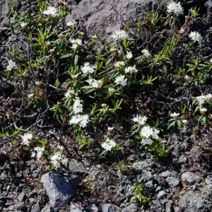 Ezo Rhododendron, an alpine plant