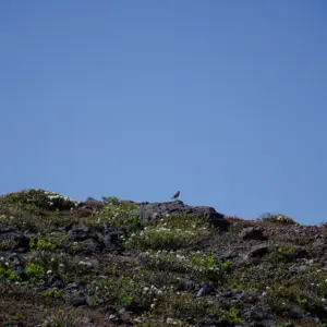 On the trail near the summit