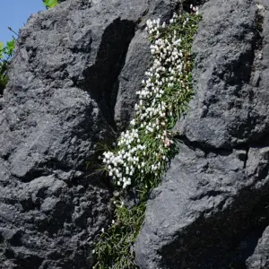 Alpine plant 'Iwahige'