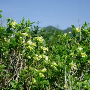 Alpine plants blooming in June