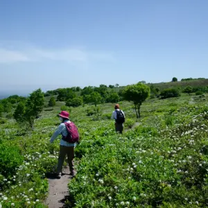 the flower fields at the foot of Mount Tarumae