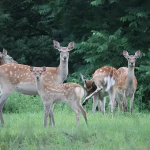 Drive Carefully: Watch Out for Ezo Deer!