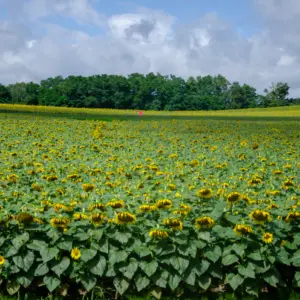 The Breathtaking Sunflower Fields of Hokuryu Town