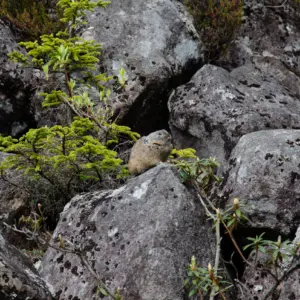 Absolutely Adorable! The Pika of Lake Shikaribetsu