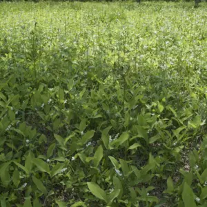 The Lily of the Valley Colony in Biratori Town